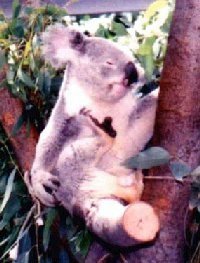 Koala scratching
