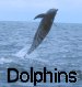 Link to Dolphins page