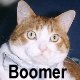 Link to Boomer's page