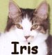 Link to Iris's page