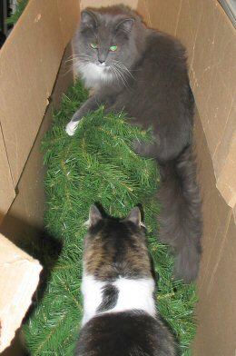 Iris & Fern in
              the box